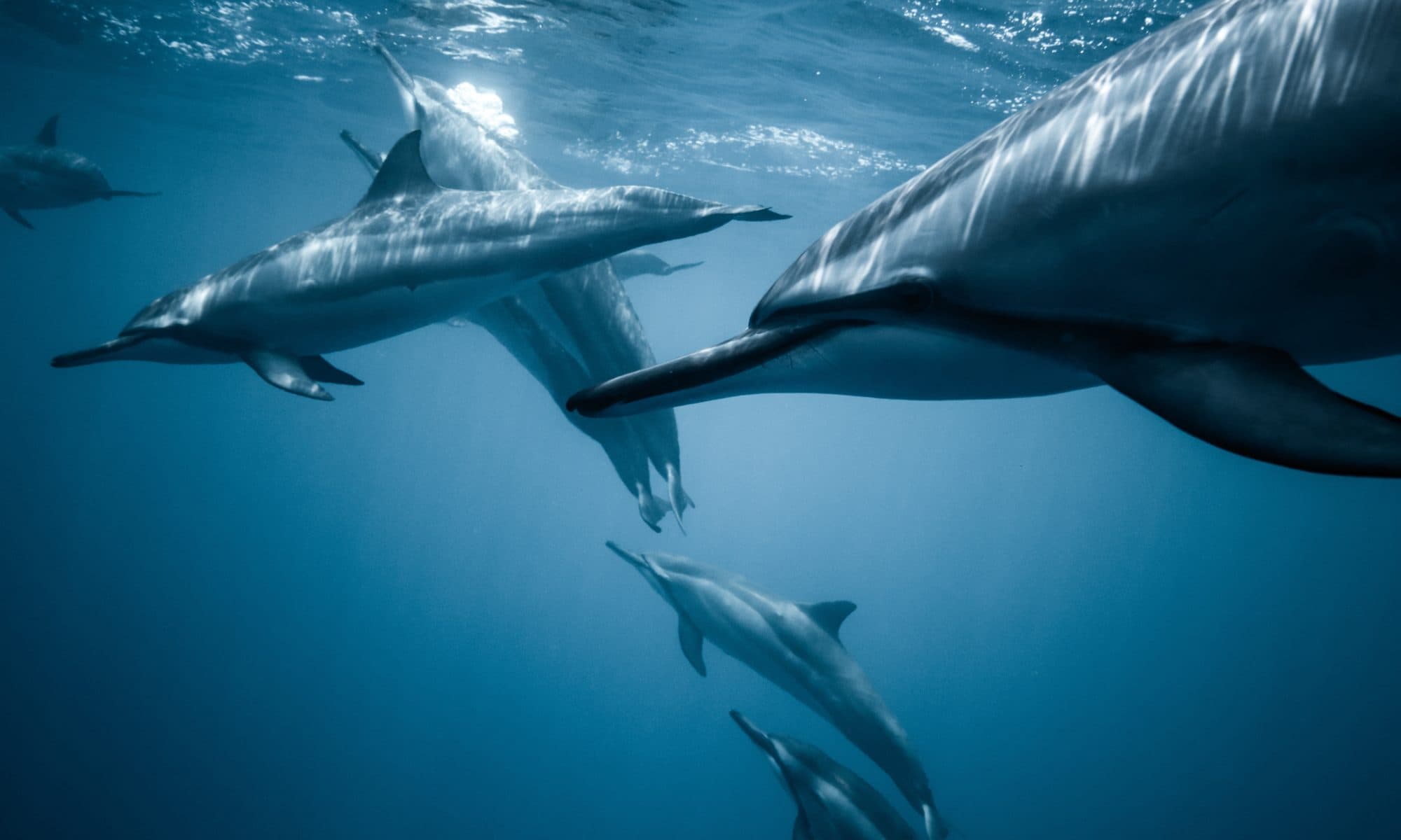 Dolphins swimming